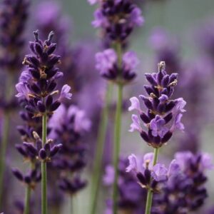 Ingrediente Lululun Hokkaido : Lavanda